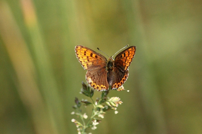 Lycaena alciphron (No) , tytirus o...thersamon???